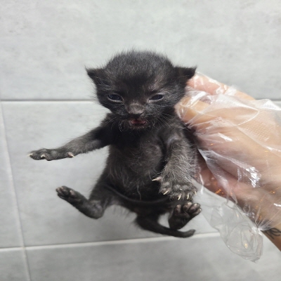 동부유기동물보호협회_426333202400641